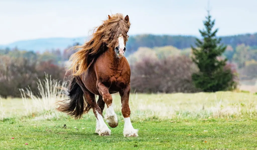 brown stallion Percheron