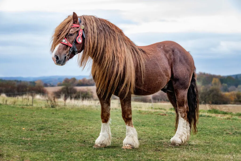 brown stallion percheron