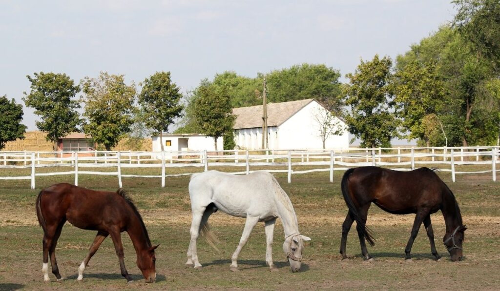 brown, white and black horses at the horse farm