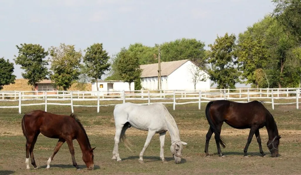 brown, white and black horses at the horse farm