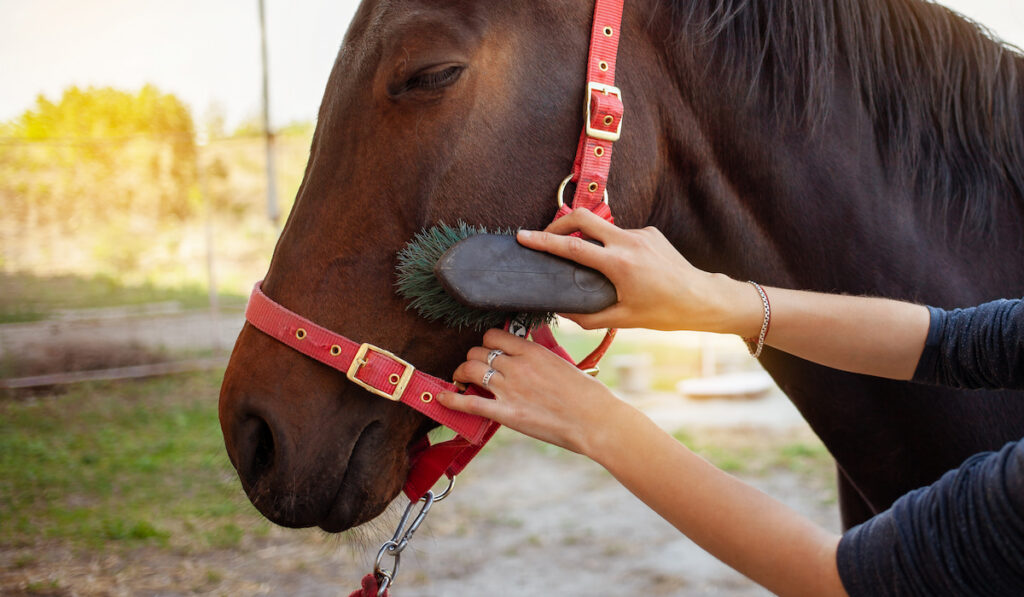 brushing a brown horse