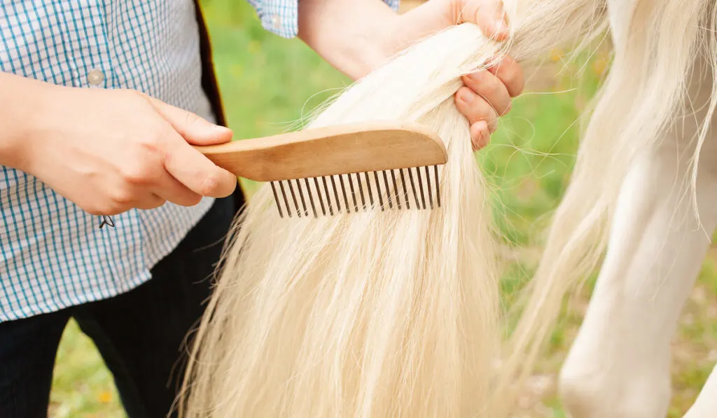 brushing a horse tail