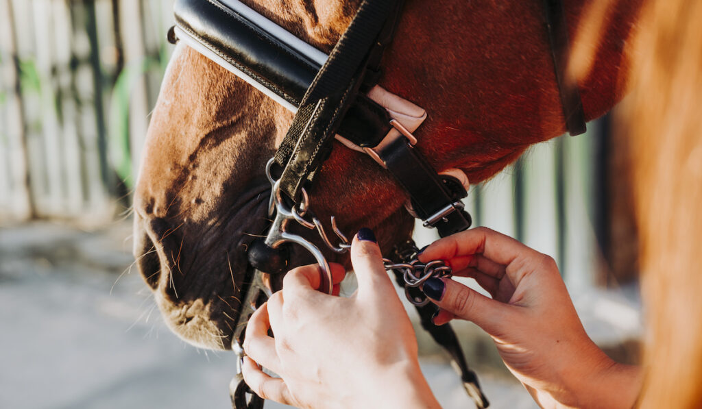 buckle reins on a horse