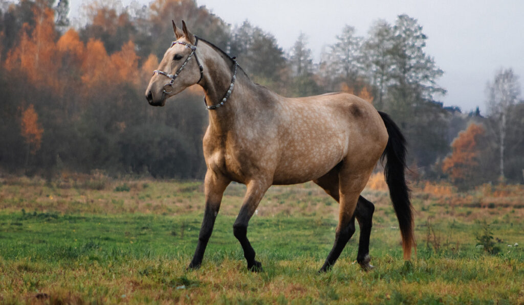 buckskin horse in traditional oriental bridle