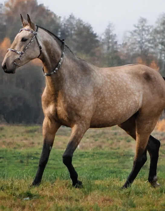 buckskin horse