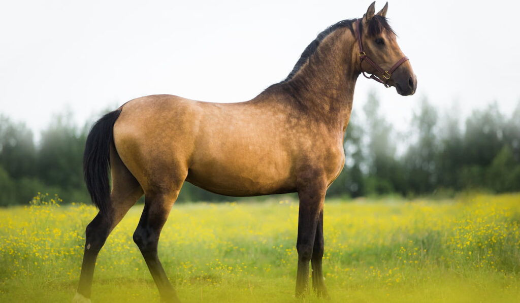 buckskin horse standing sideways in a summer field in yellow