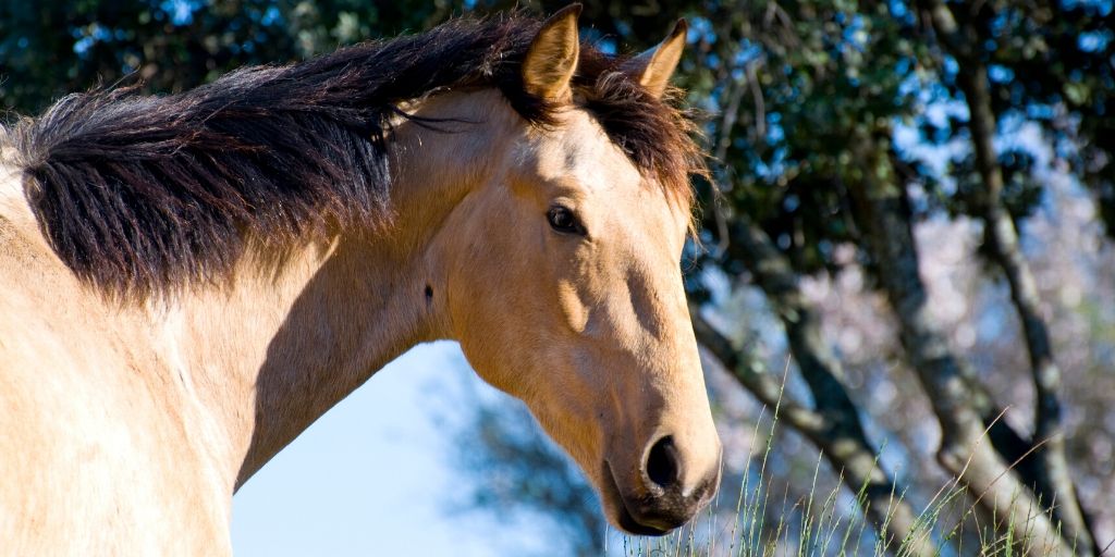 Buckskin Horse Color Origin Genetics And Variations Helpful