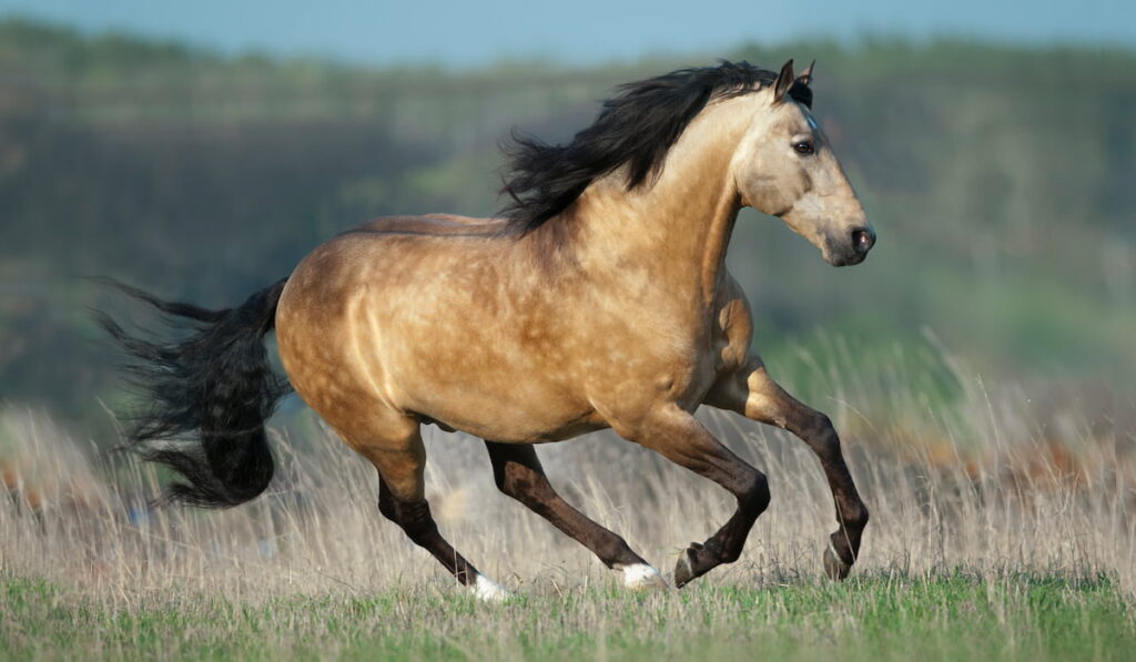 buckskin stallion runs free in spring field