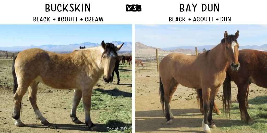 Buckskin horse on the left, bay dun horse on the right
