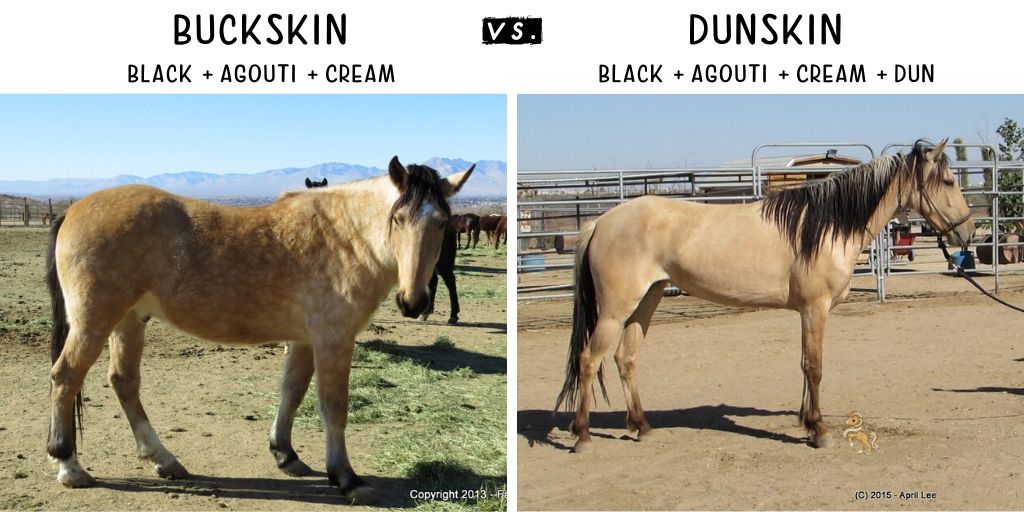 side by side photo of Buckskin and Dunskin