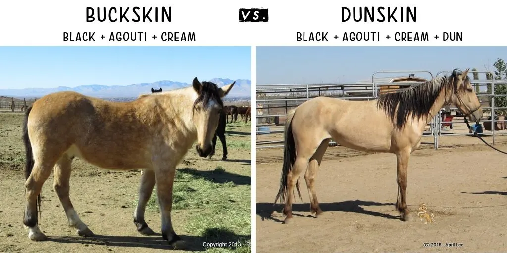 side by side photo of Buckskin and Dunskin