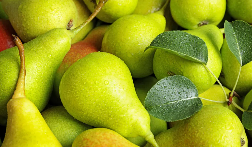 bunch of pears