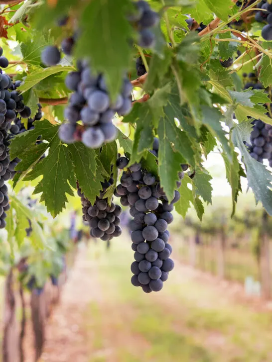 bunches of ripe black grapes hanging from the vine
