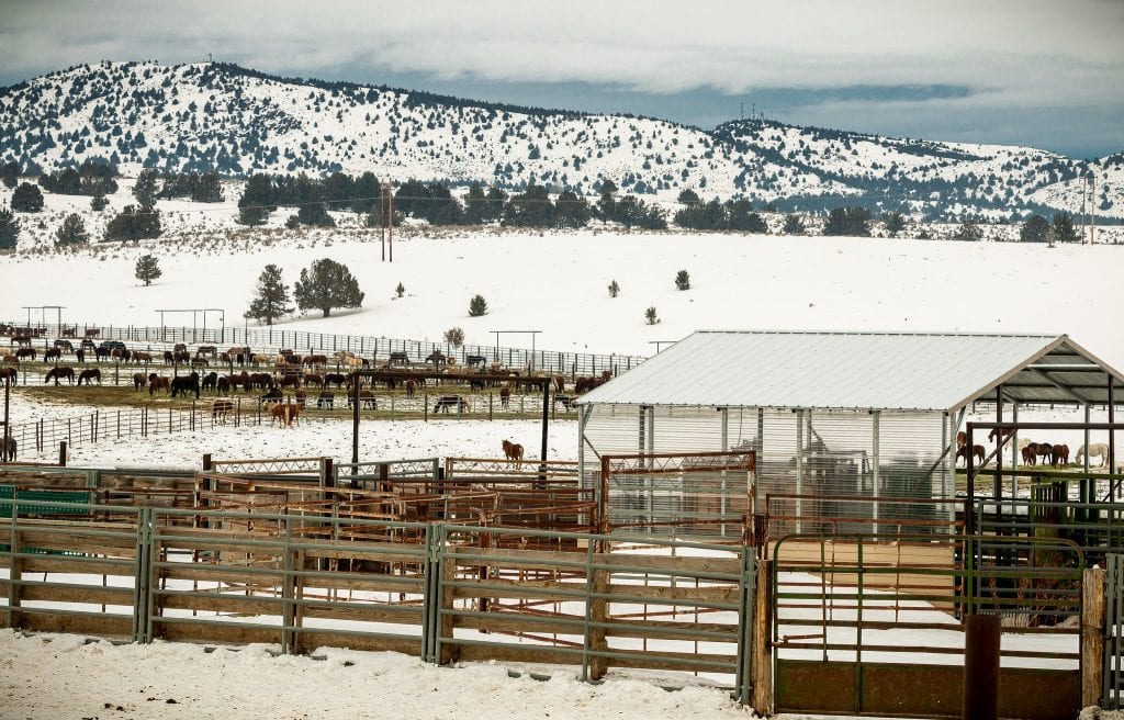 Photo of BLM Oregon Wild Horse Corrals by Greg Shine, BLM, January 31, 2017.