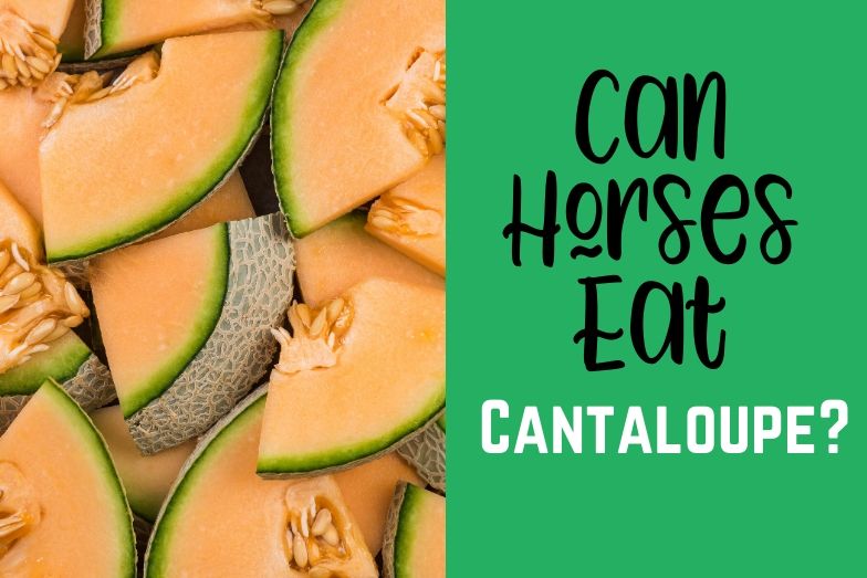 Can donkeys eat cantaloupe The Conservative Nut