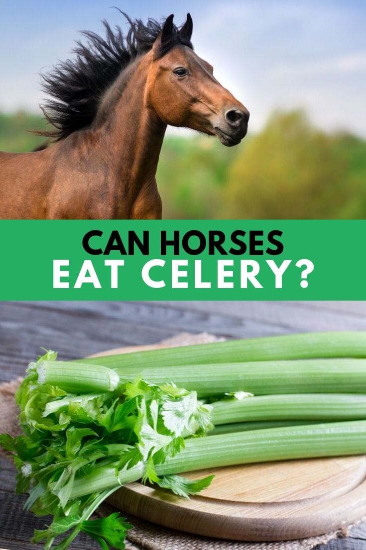 Can Horses Eat Celery Why This Vegetable is a Great Treat Helpful