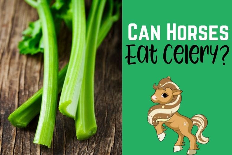 Can Horses Eat Celery Why This Vegetable is a Great Treat Helpful Horse Hints