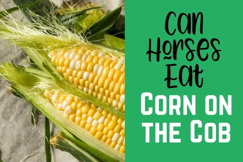 Is corn cob good for horses