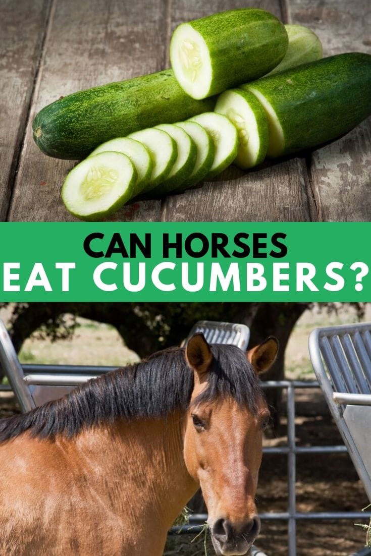 Can Horses Eat Cucumbers? Health Benefits & Precautions Helpful Horse