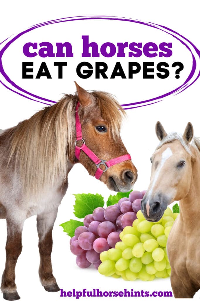 Can Horses Eat Grapes - Pinterest Image