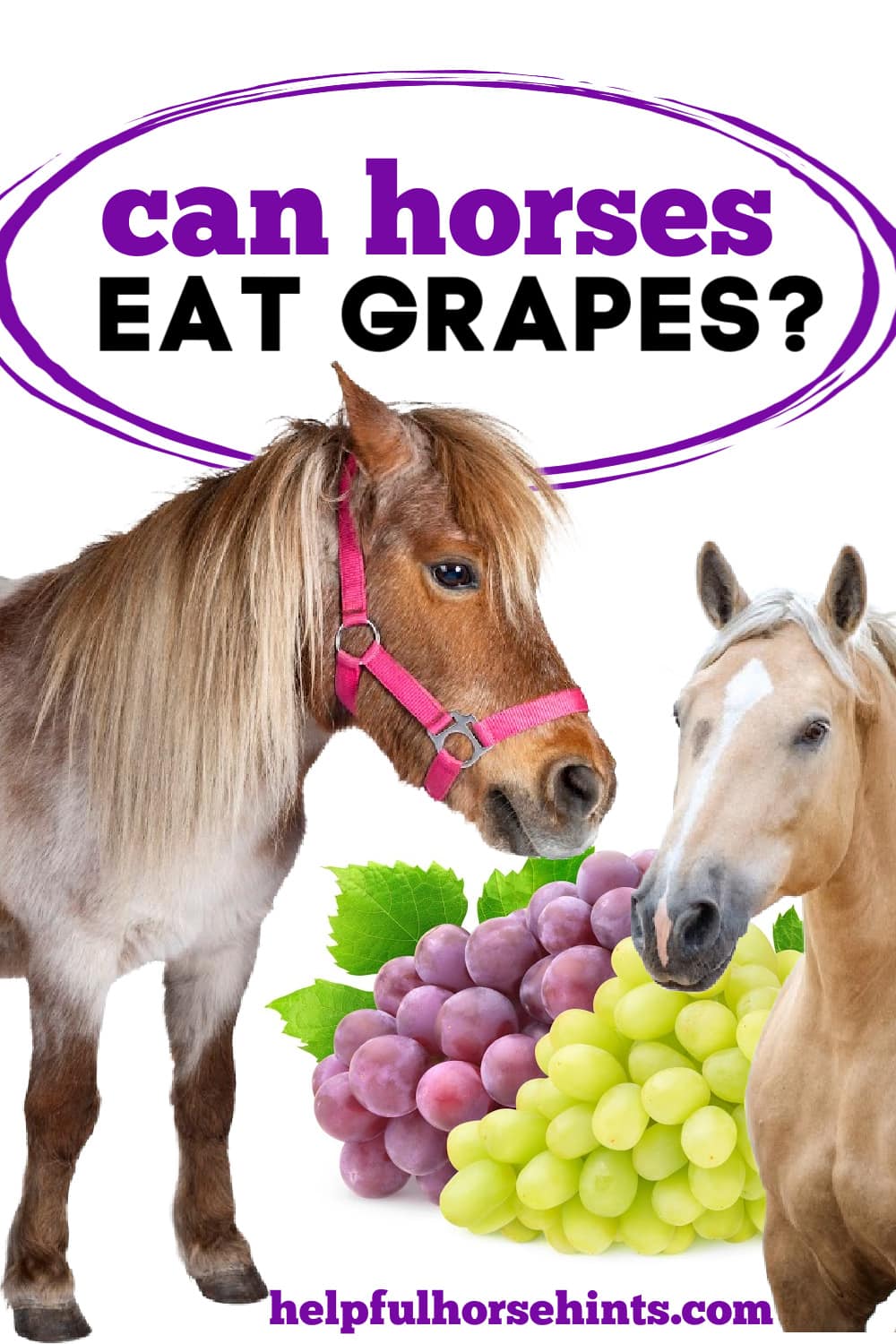 Can Horses Eat Grapes? Helpful Horse Hints