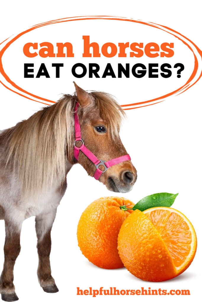 Can Horses Eat Oranges - Pinterest Pin