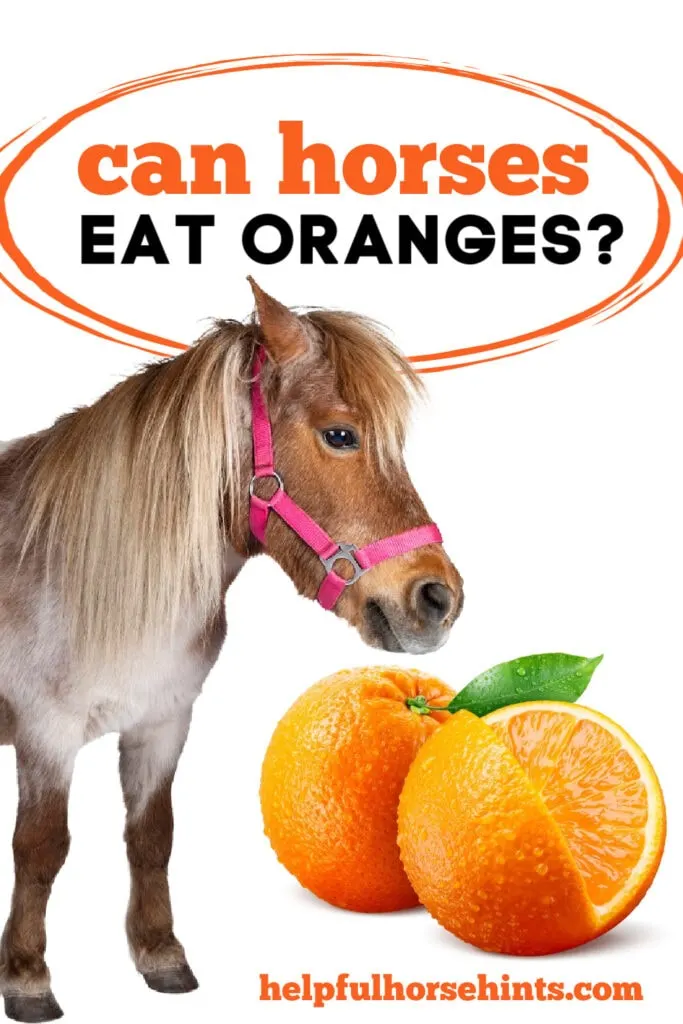 Can Horses Eat Oranges - Pinterest Pin