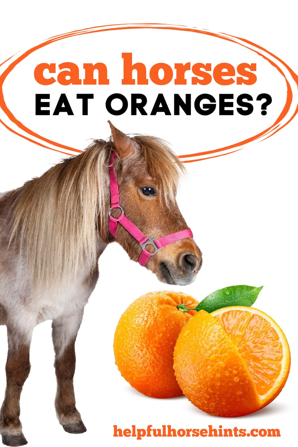 Can Horses Eat Oranges? + Clementines, Tangerines & How To Feed Helpful Horse Hints