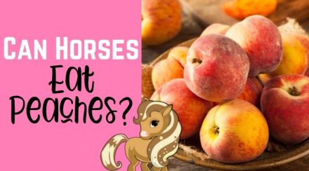 Celery for Your Horses - Why This Treat Is A Great Choice Helpful