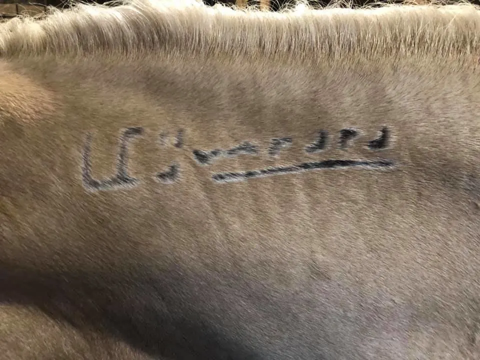 Brand on a brown horse
