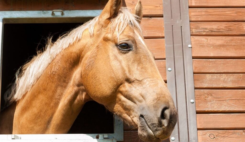 champagne horse in a stable