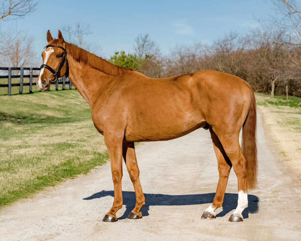 chestnut Dutch Warmblood horse standing on a dirt road