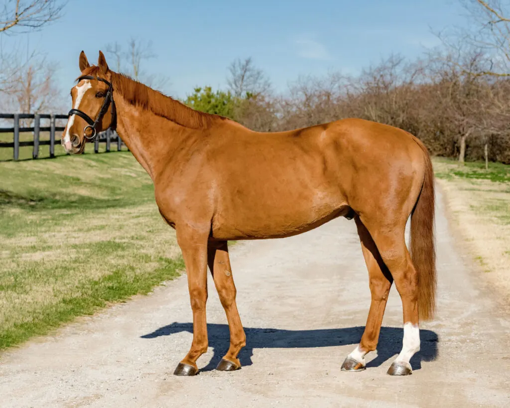 chestnut Dutch Warmblood horse standing on a dirt road