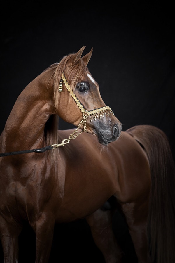 Chestnut Arabian Horse on black background