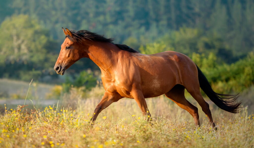 chestnut horse at sunset