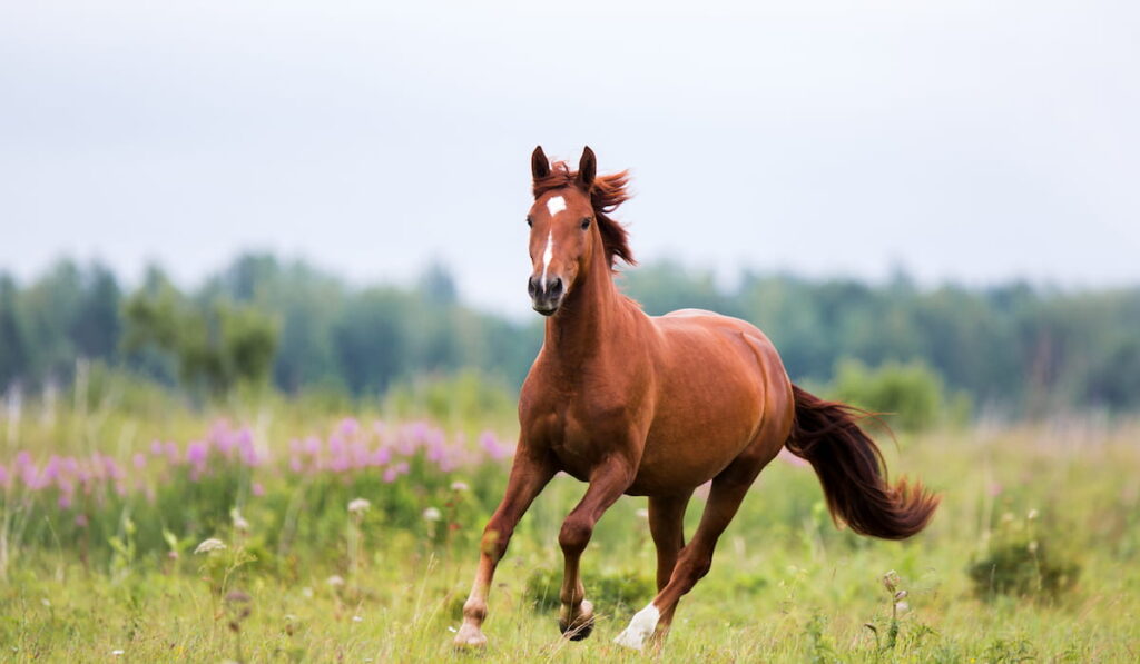 chestnut horse runs gallop on a spring 