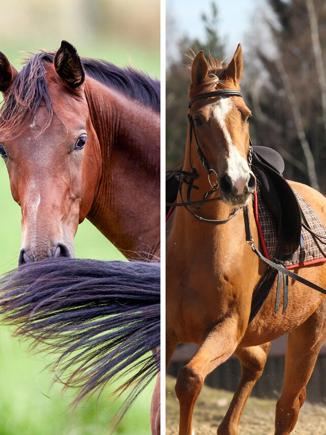 Chestnut Vs. Sorrel Horse: What Is The Difference?
