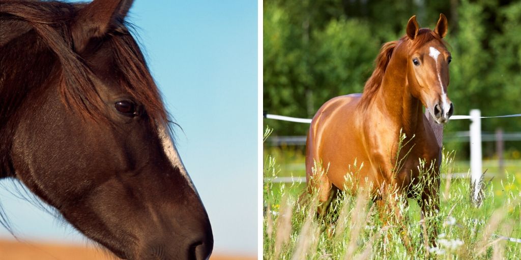 Chestnut Horse or Pony, select your color and markings! - agrohort.ipb ...