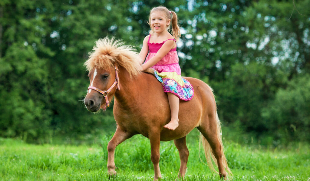 child riding a miniature horse