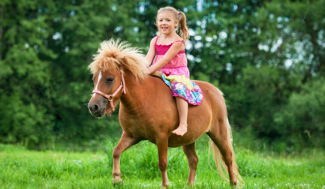 Considerations for Riding Miniature Horses Helpful Horse Hints