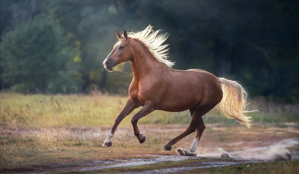 chocolate palomino