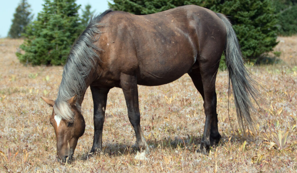 chocolate palomino horse