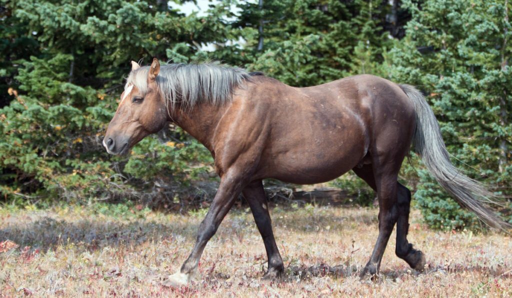 chocolate palomino horse walking