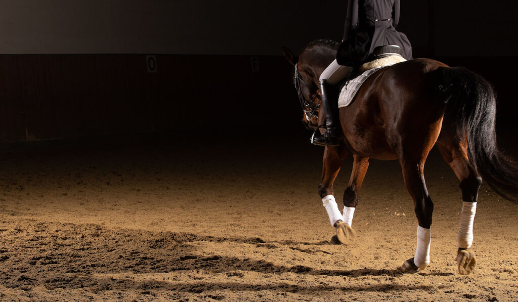 classic dressage horse with foot bandage