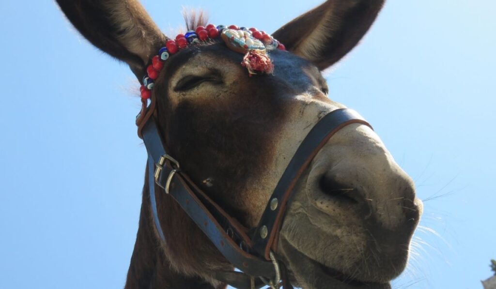 close up face shot of donkey with eyes closed