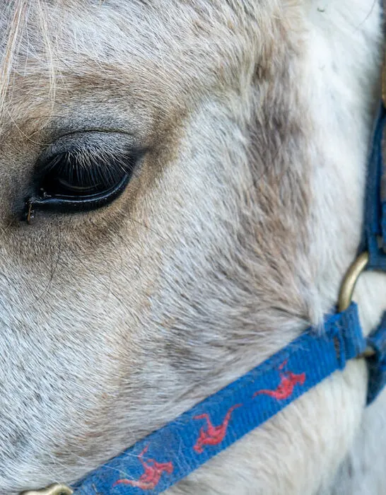 white horse with a blue harness on it