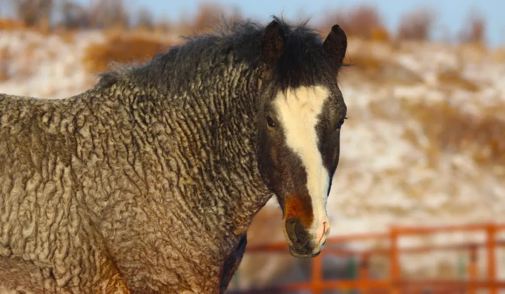 close up photo of Curly Horse 