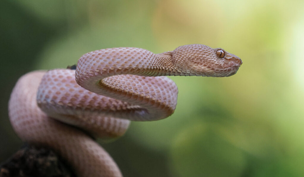 close up photo of snake