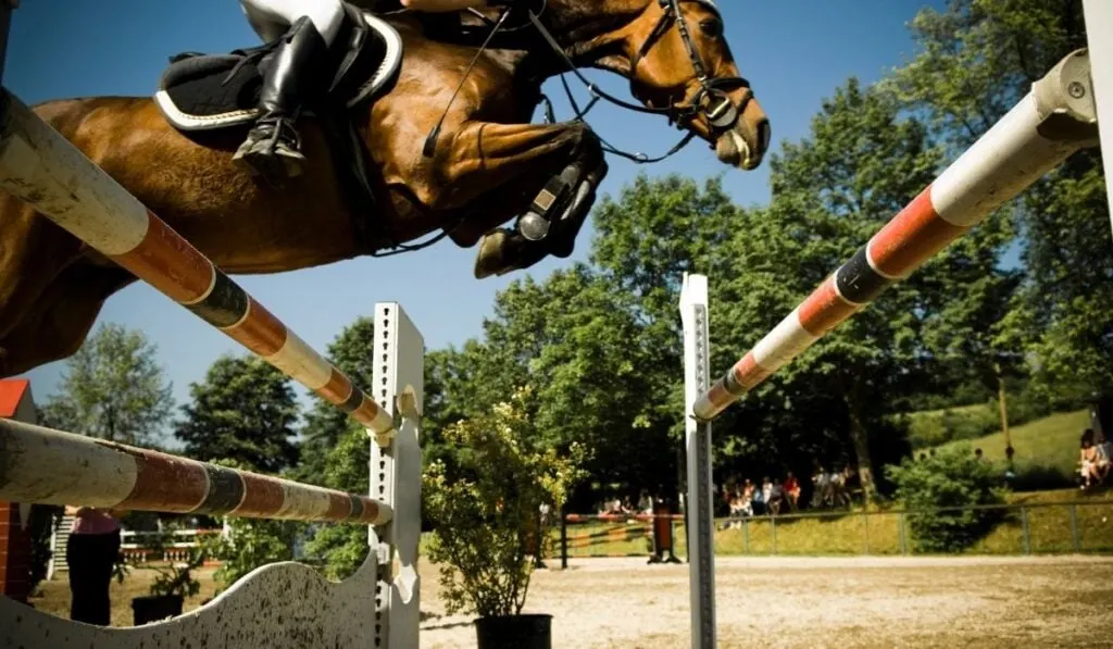 close up shot of a showjumping horse