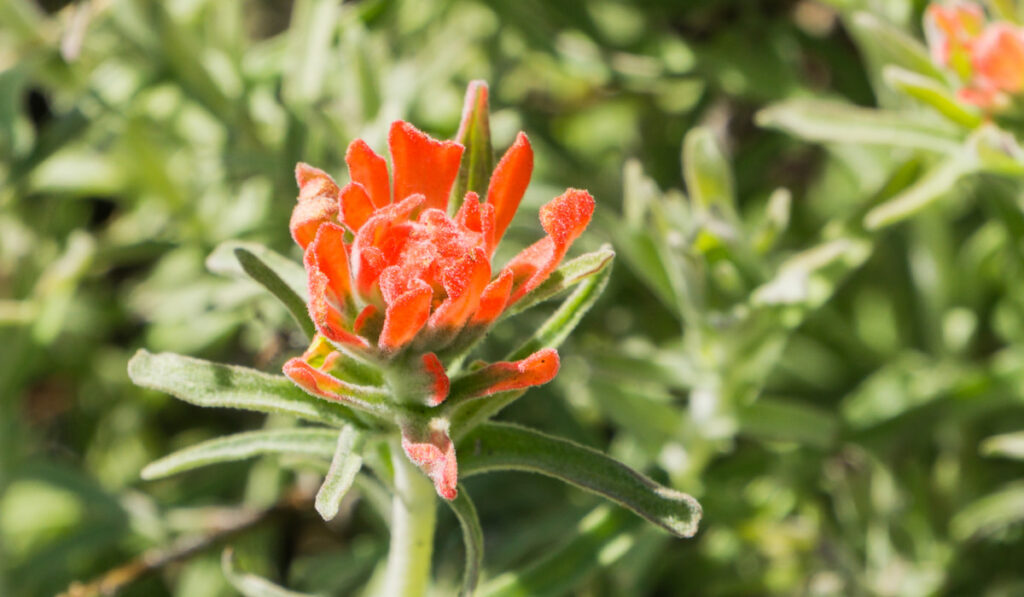 closeup of Indian paintbrush flower (Castilleja)